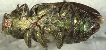 Media type: image;   Entomology 24445 Aspect: habitus ventral view